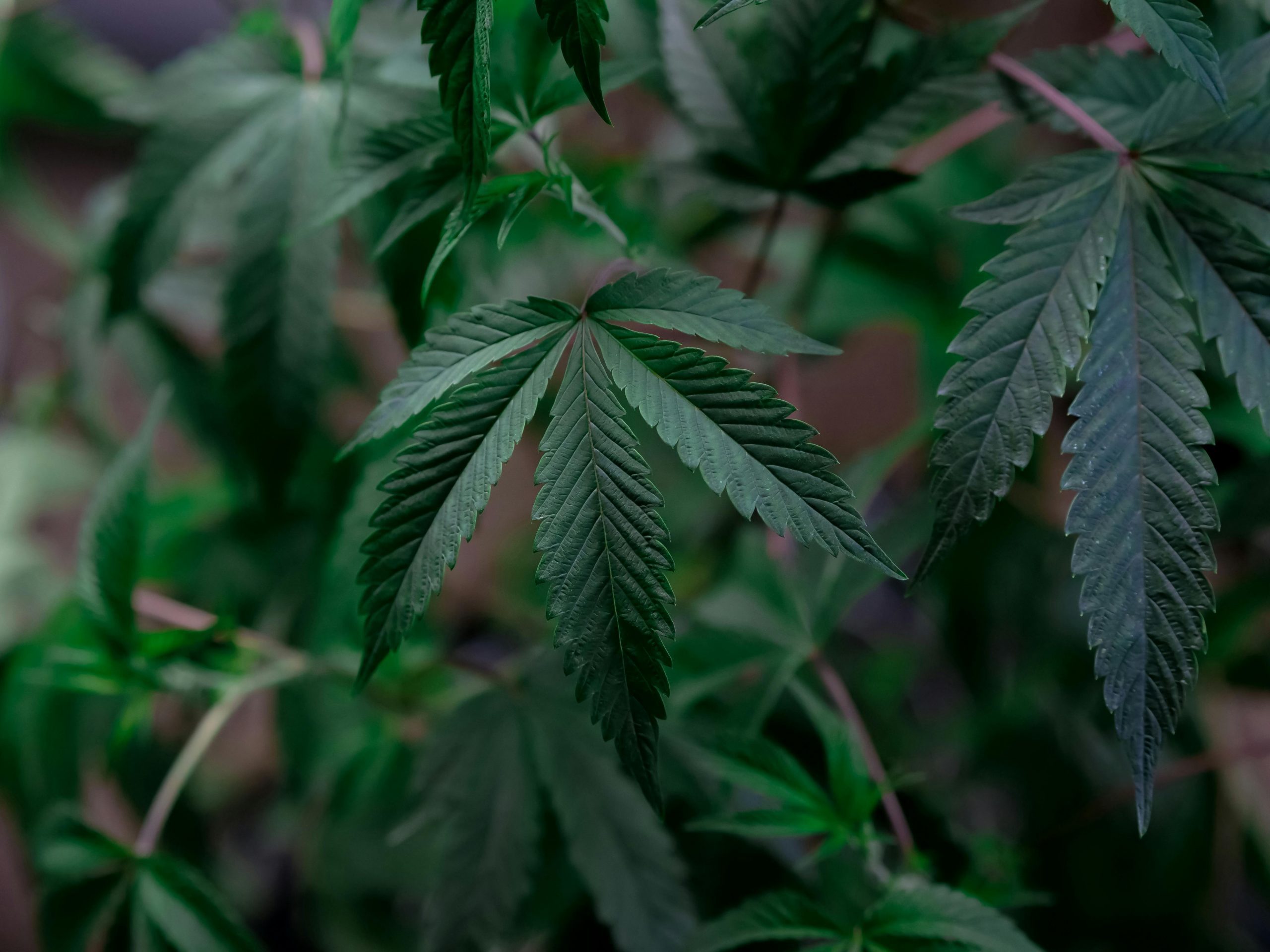 California Drug Cultivation Lawyer - Health and Safety Code § 11358